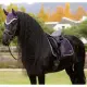 LeMieux Loire Classic Dressage Square Juniper AW25